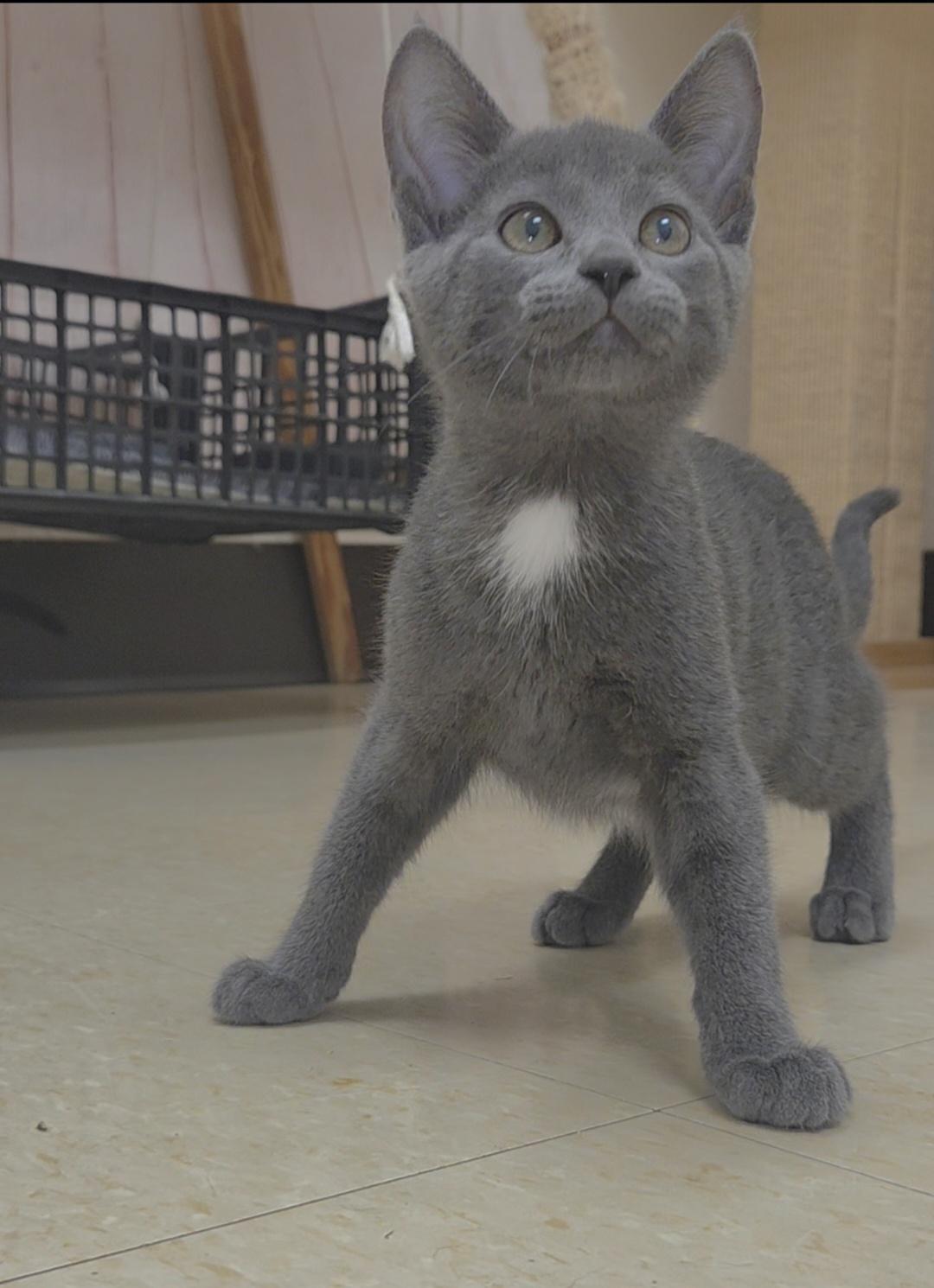 Fresca, a Adoptable Domestic Short Hair in Red Wing, MN image 1/3
