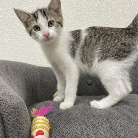 Poppi, a Adoptable Domestic Short Hair in Red Wing, MN image 1/4