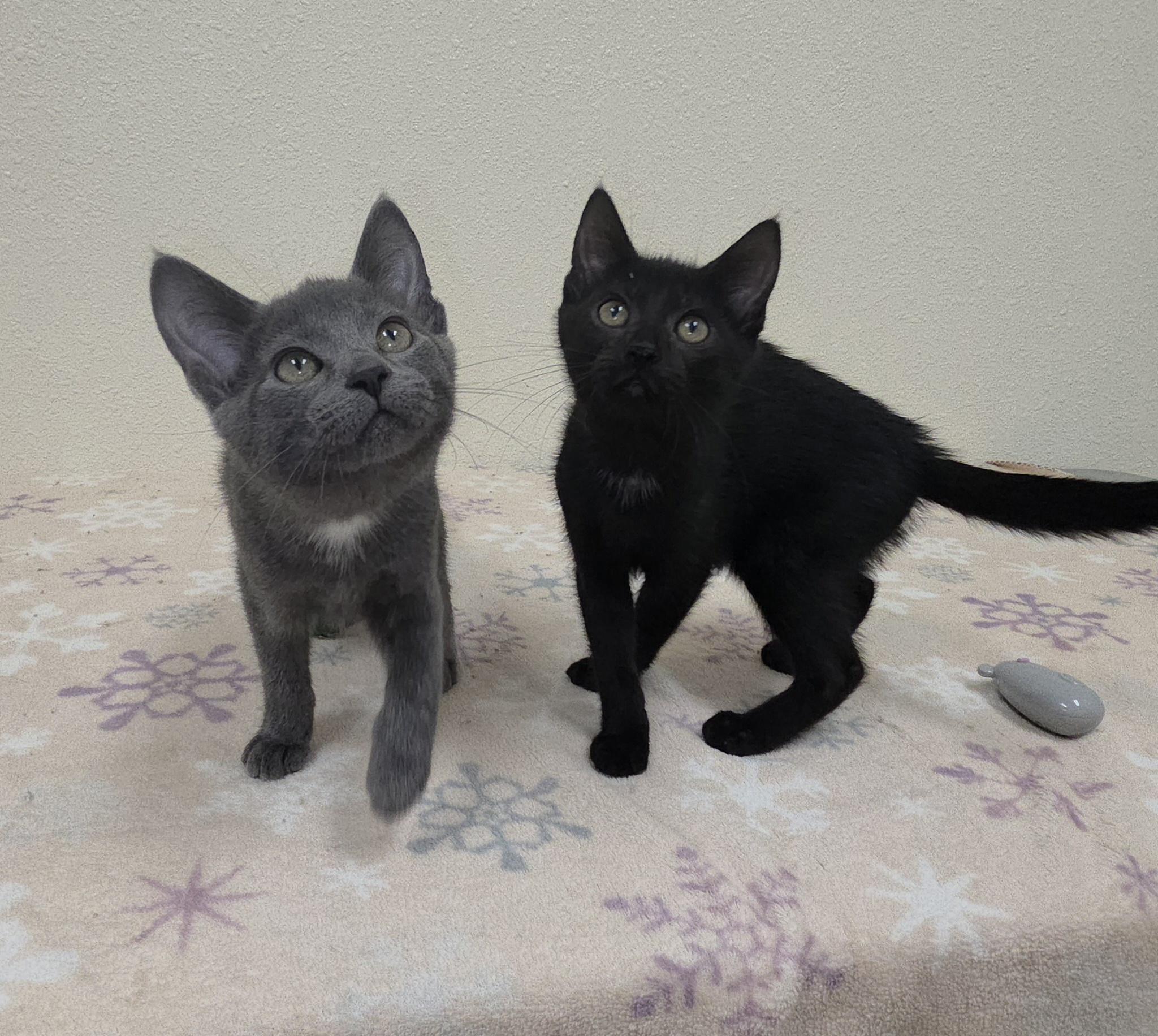 Fresca, a Adoptable Domestic Short Hair in Red Wing, MN image 3/3