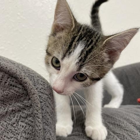 Poppi, a Adoptable Domestic Short Hair in Red Wing, MN image 2/4
