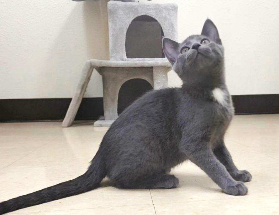 Fresca, a Adoptable Domestic Short Hair in Red Wing, MN image 2/3