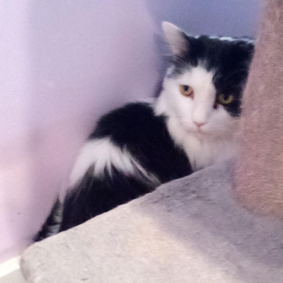 Enlarge Moon (Colony Cat CC), a Adoptable Domestic Long Hair in Wells, ME image 5/6