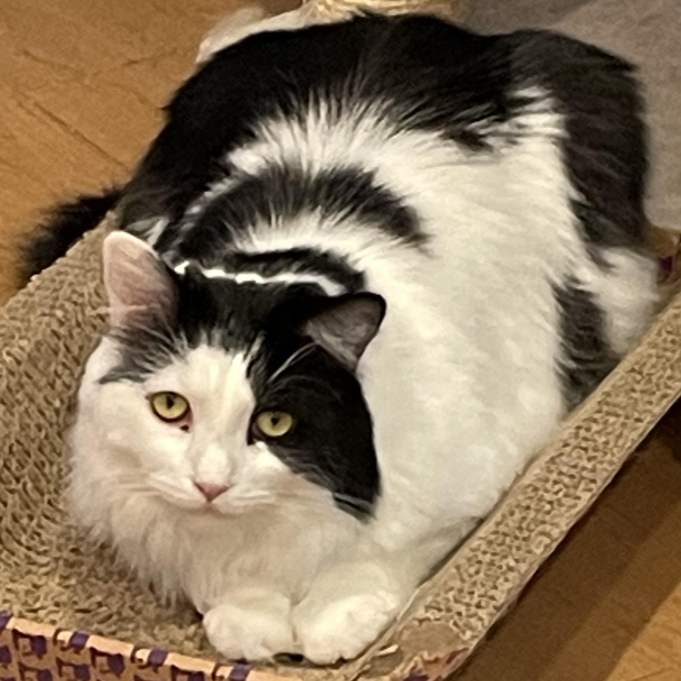 Enlarge Moon (Colony Cat CC), a Adoptable Domestic Long Hair in Wells, ME image 1/6
