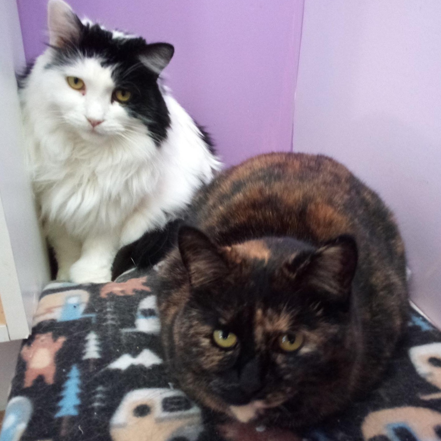 Enlarge Moon (Colony Cat CC), a Adoptable Domestic Long Hair in Wells, ME image 4/6