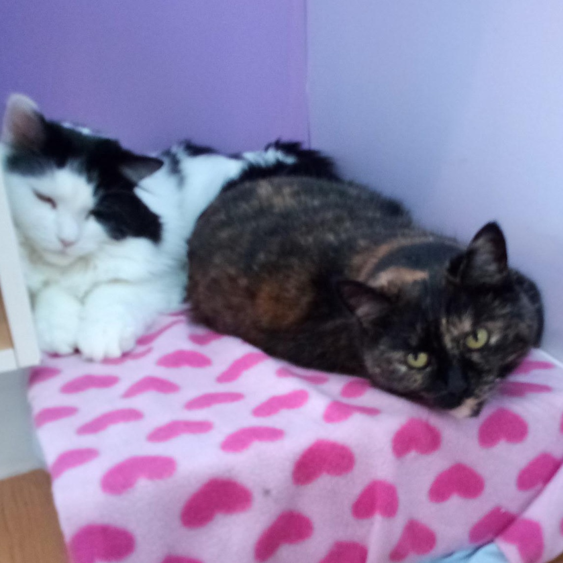 Moon (Colony Cat CC) 6