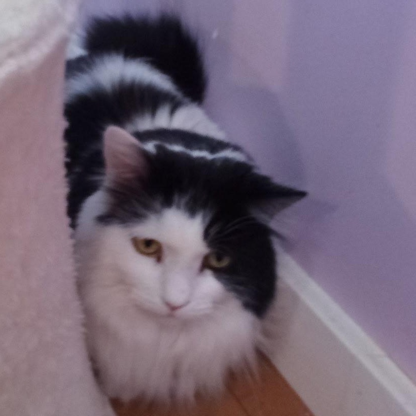 Enlarge Moon (Colony Cat CC), a Adoptable Domestic Long Hair in Wells, ME image 3/6