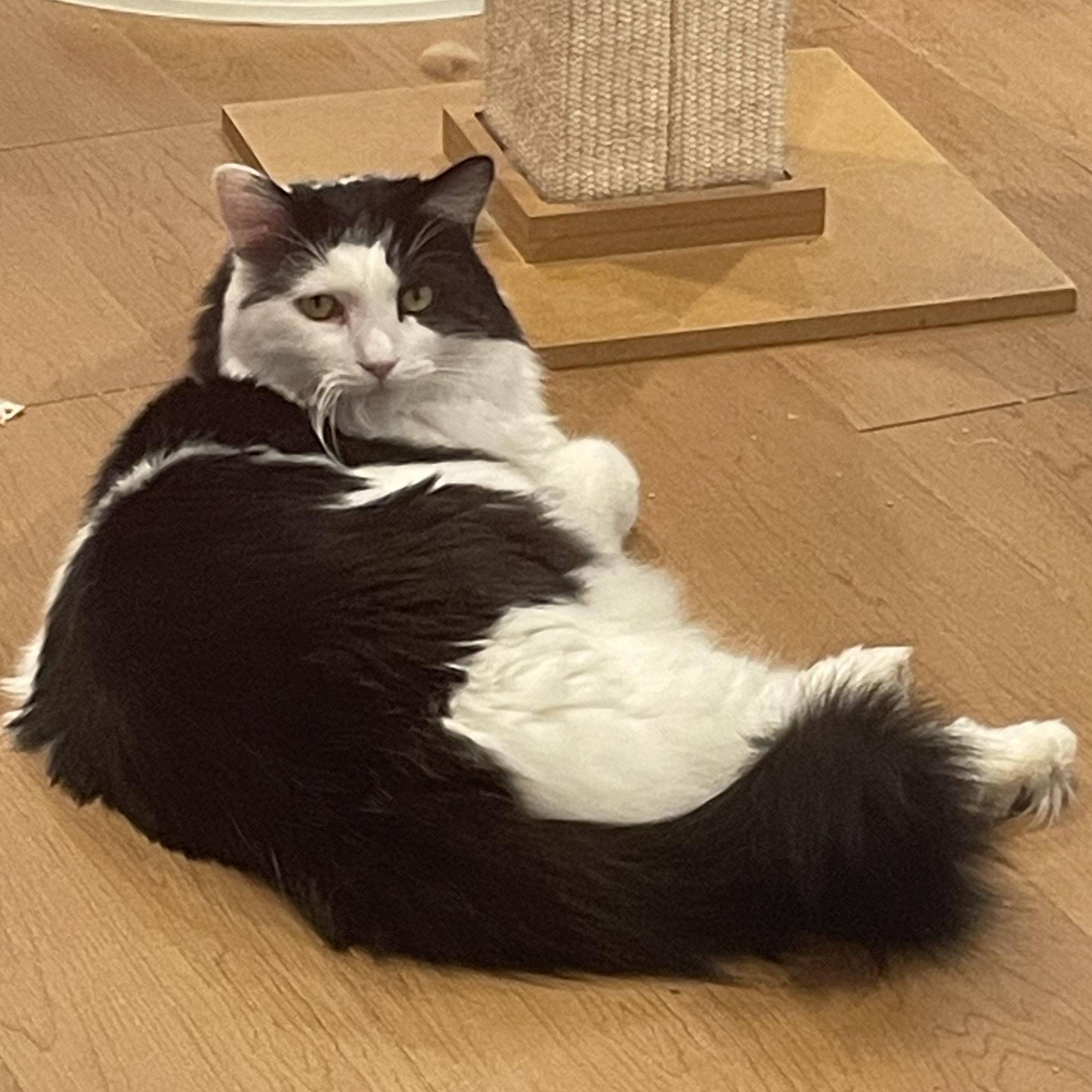 Moon (Colony Cat CC), Adoptable, Adult Male Domestic Long Hair.