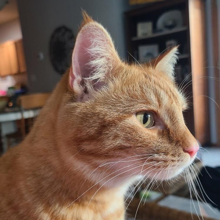 Portobello, Adoptable, Adult Male Domestic Short Hair.