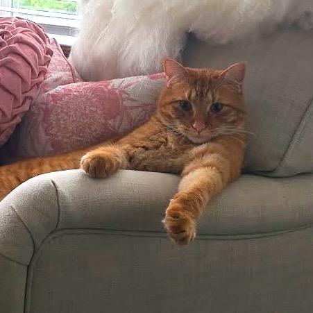 Enlarge Portobello, a Adoptable Domestic Short Hair in Chaska, MN image 2/6