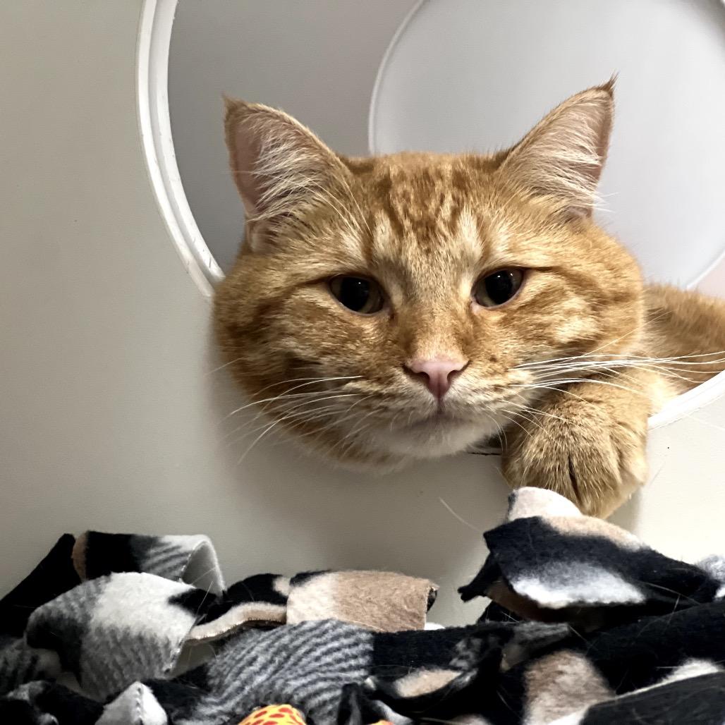 Enlarge Portobello, a Adoptable Domestic Short Hair in Chaska, MN image 4/6