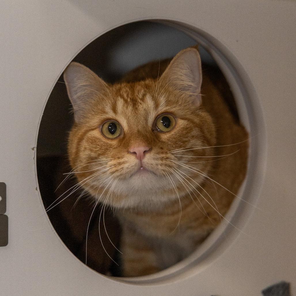Enlarge Portobello, a Adoptable Domestic Short Hair in Chaska, MN image 5/6