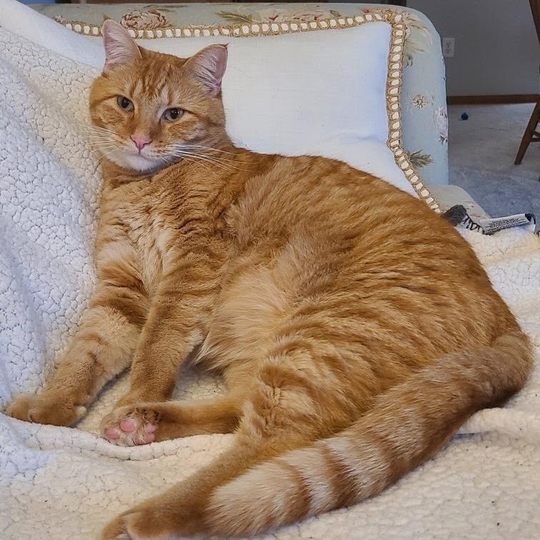 Enlarge Portobello, a Adoptable Domestic Short Hair in Chaska, MN image 6/6