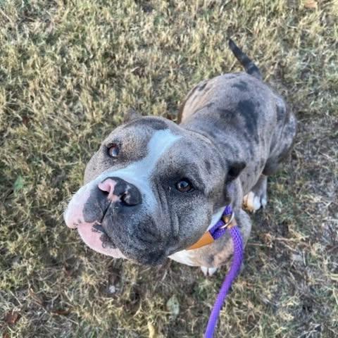 Enlarge Destiny, a ADOPTABLE American Bully in Saint Charles, MO image 1/1
