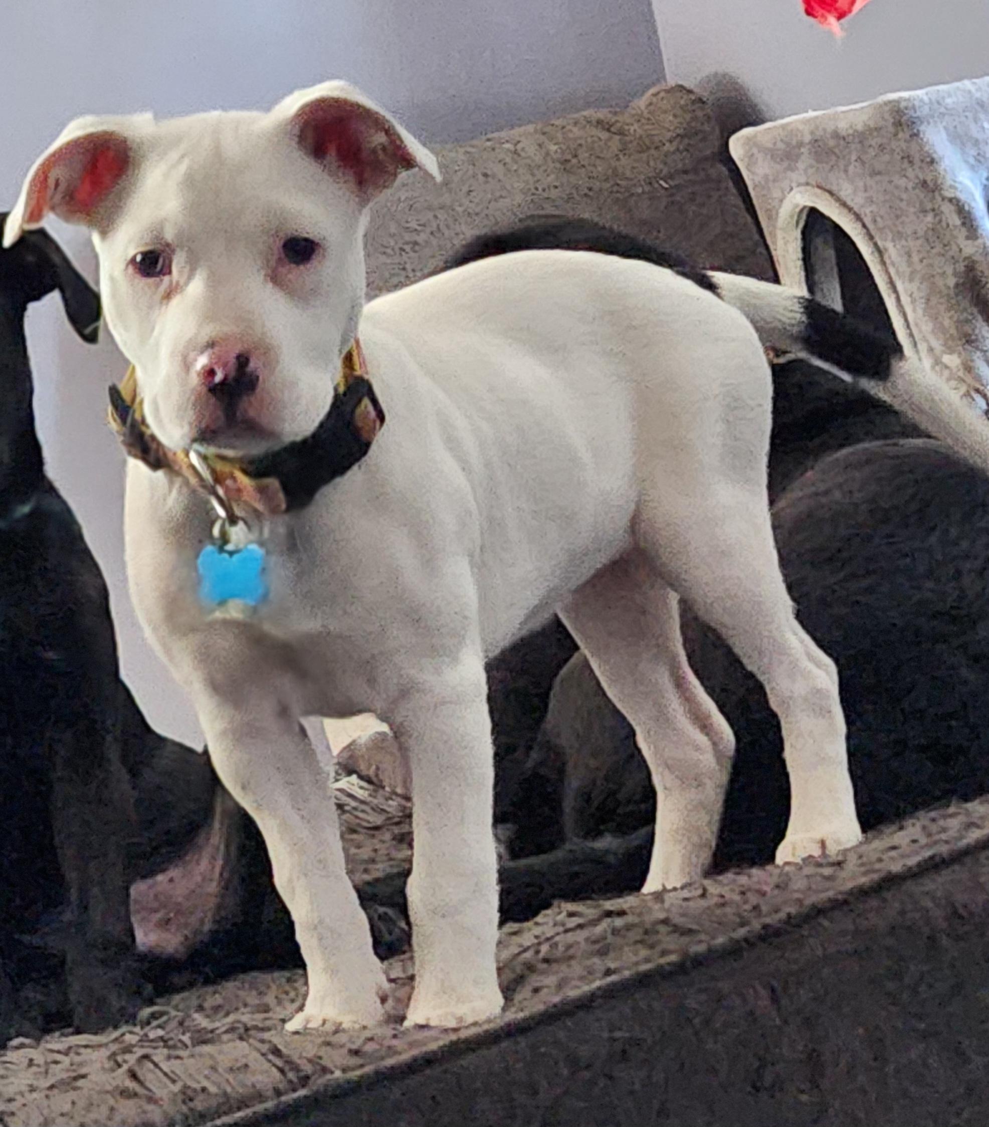 Enlarge Faith, a ADOPTABLE mixed breed in Oswego, IL image 3/5