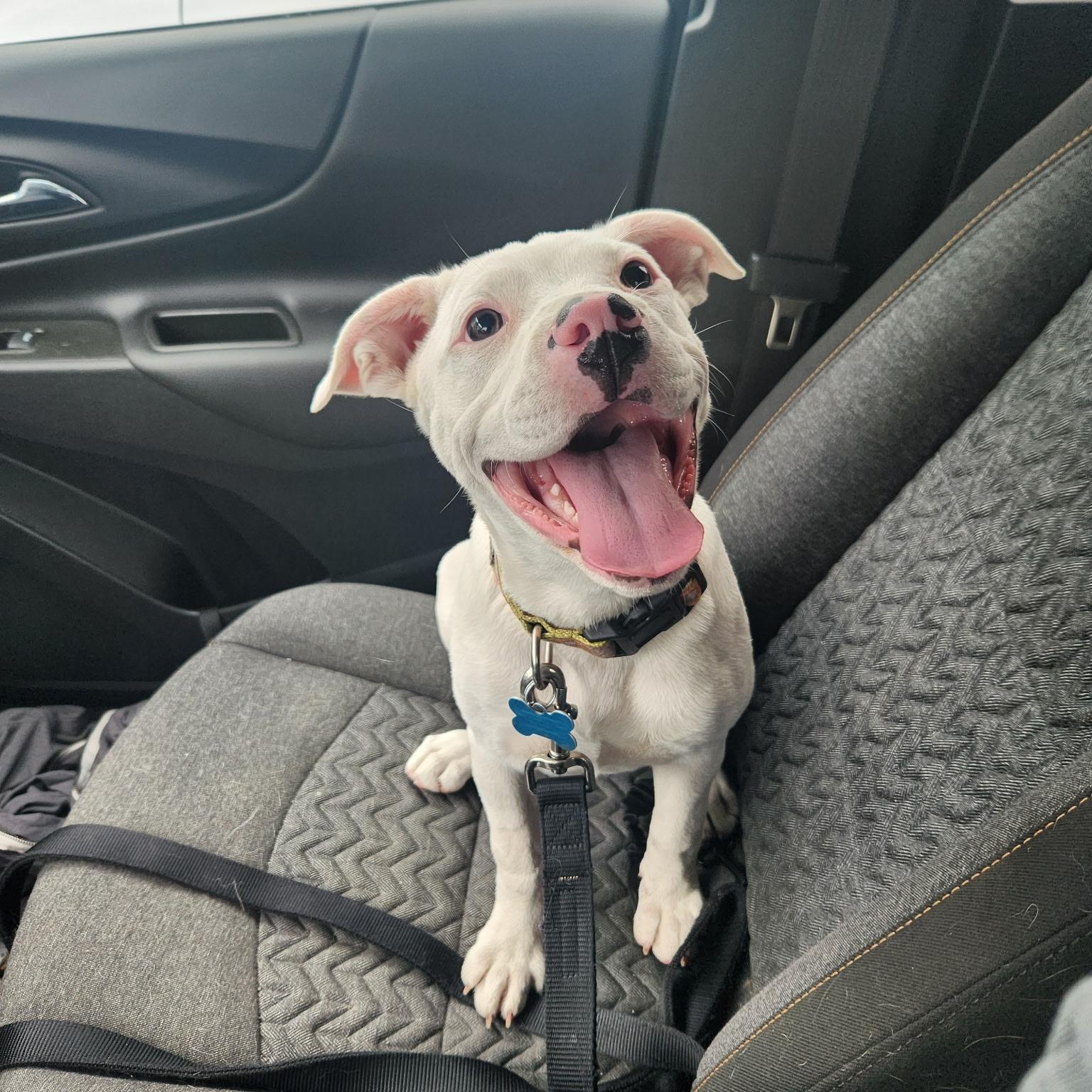 Enlarge Faith, a ADOPTABLE mixed breed in Oswego, IL image 1/5