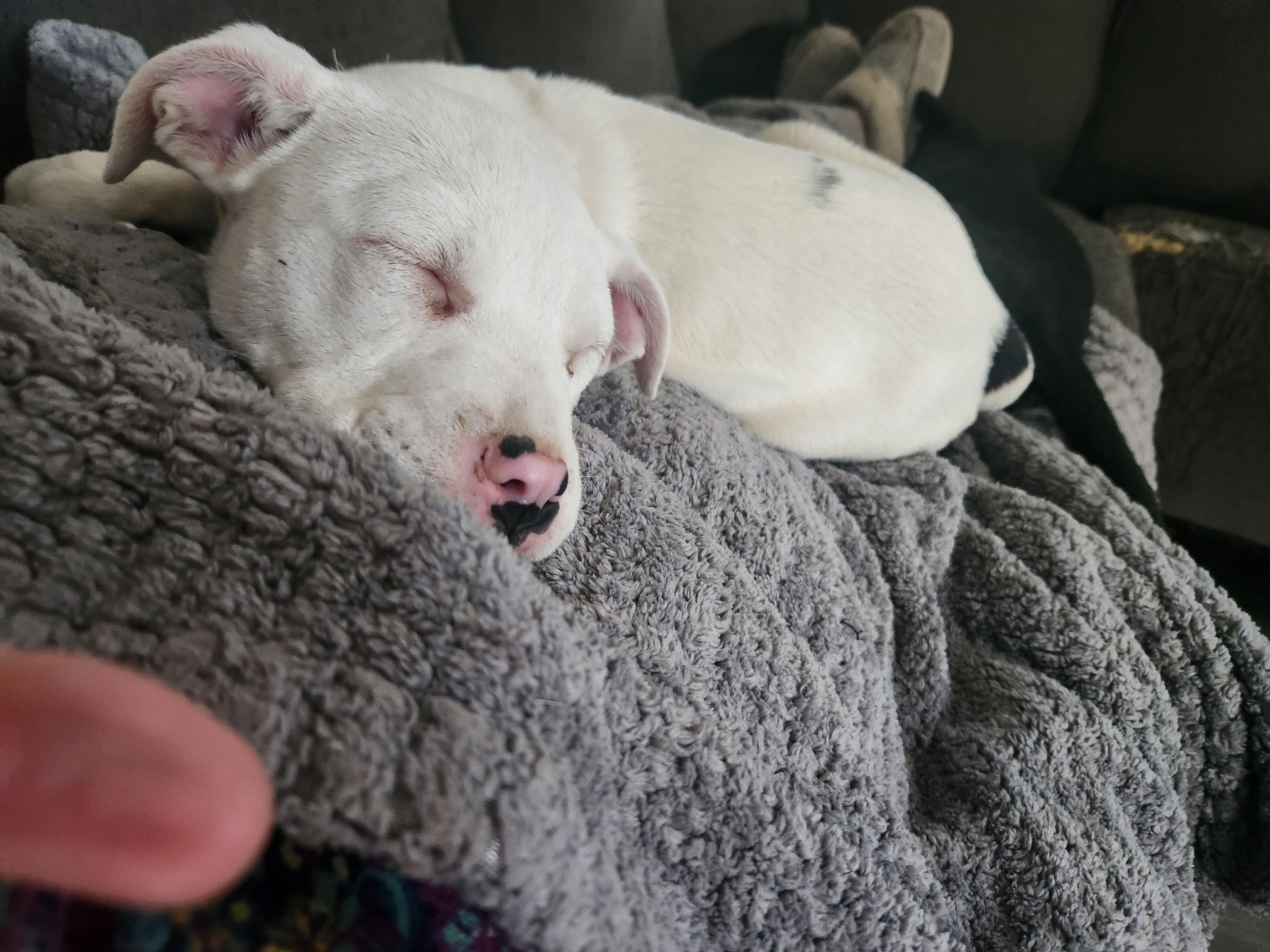 Enlarge Faith, a ADOPTABLE mixed breed in Oswego, IL image 5/5