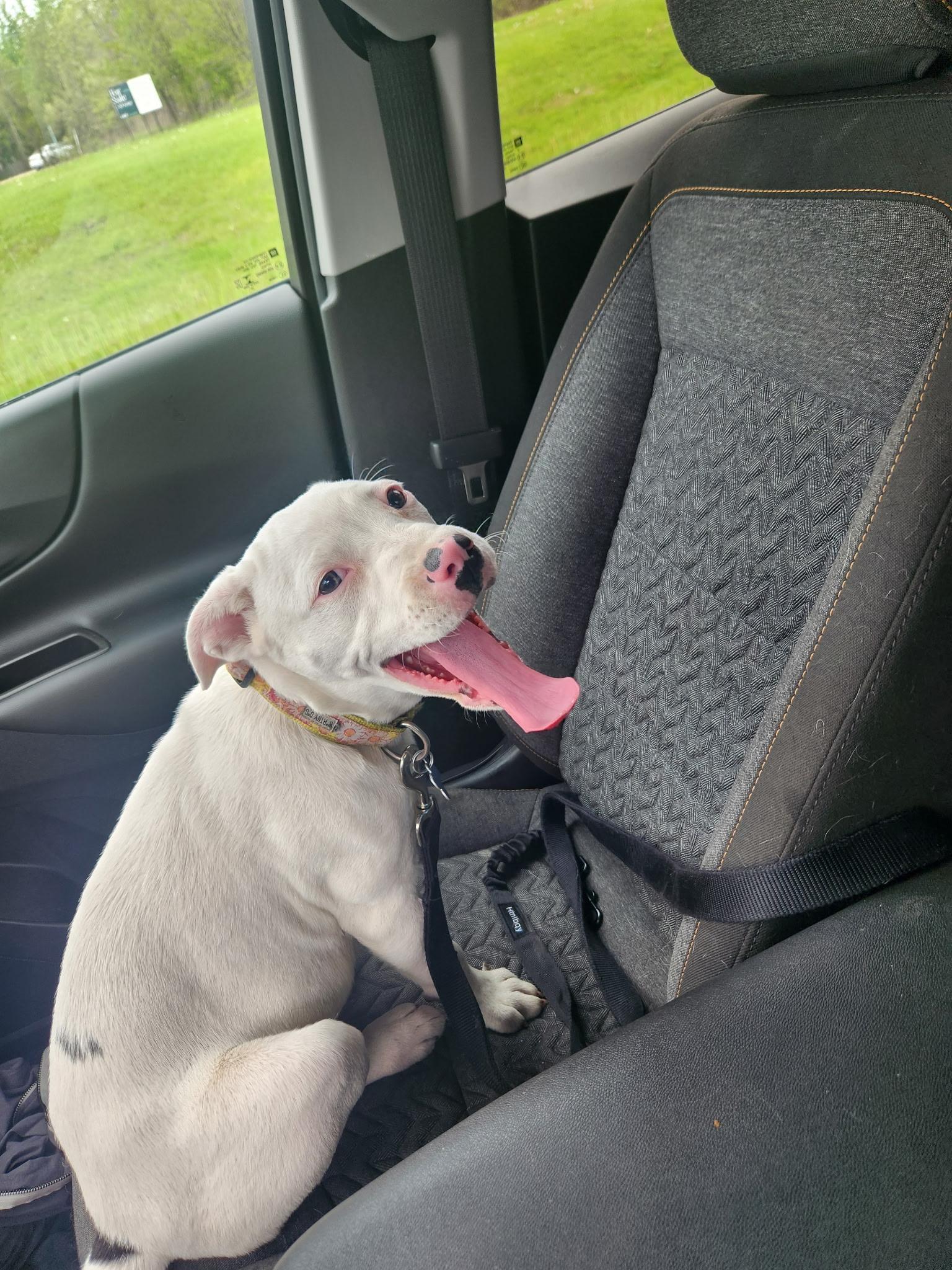 Enlarge Faith, a ADOPTABLE mixed breed in Oswego, IL image 2/5