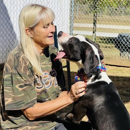 Enlarge Flora $85 Fostered, a Adoptable mixed breed in Seneca, SC image 1/3