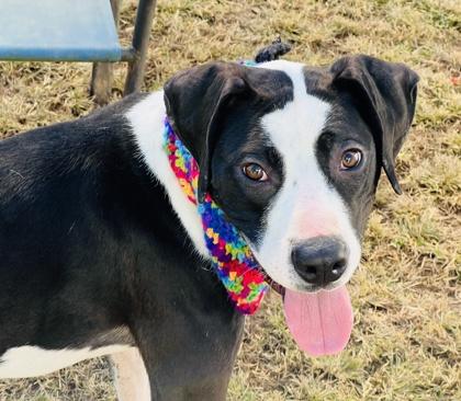 Flora $85 Fostered, Adoptable, Young Female Great Dane & Mixed Breed.