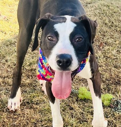 Enlarge Flora $85 Fostered, a Adoptable mixed breed in Seneca, SC image 3/3