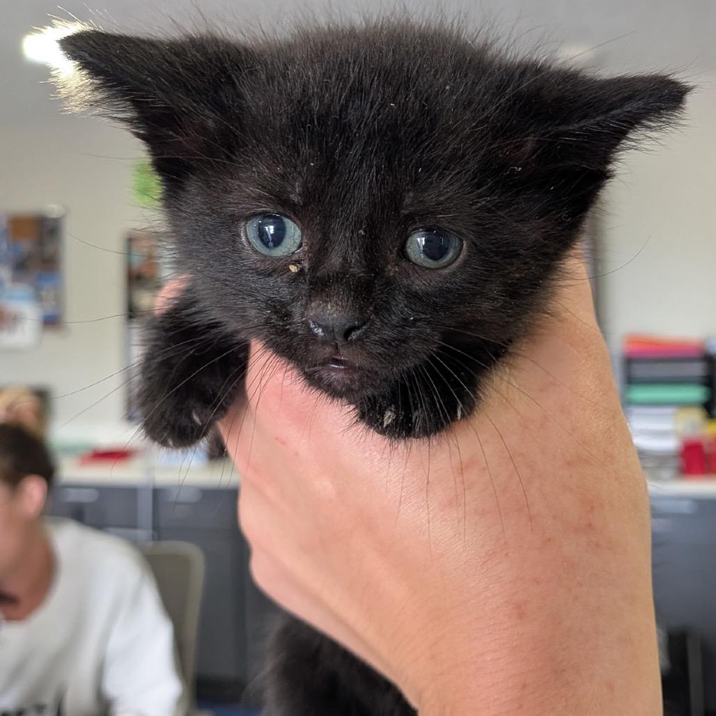 Tupac, ADOPTABLE, Young Male Domestic Short Hair.