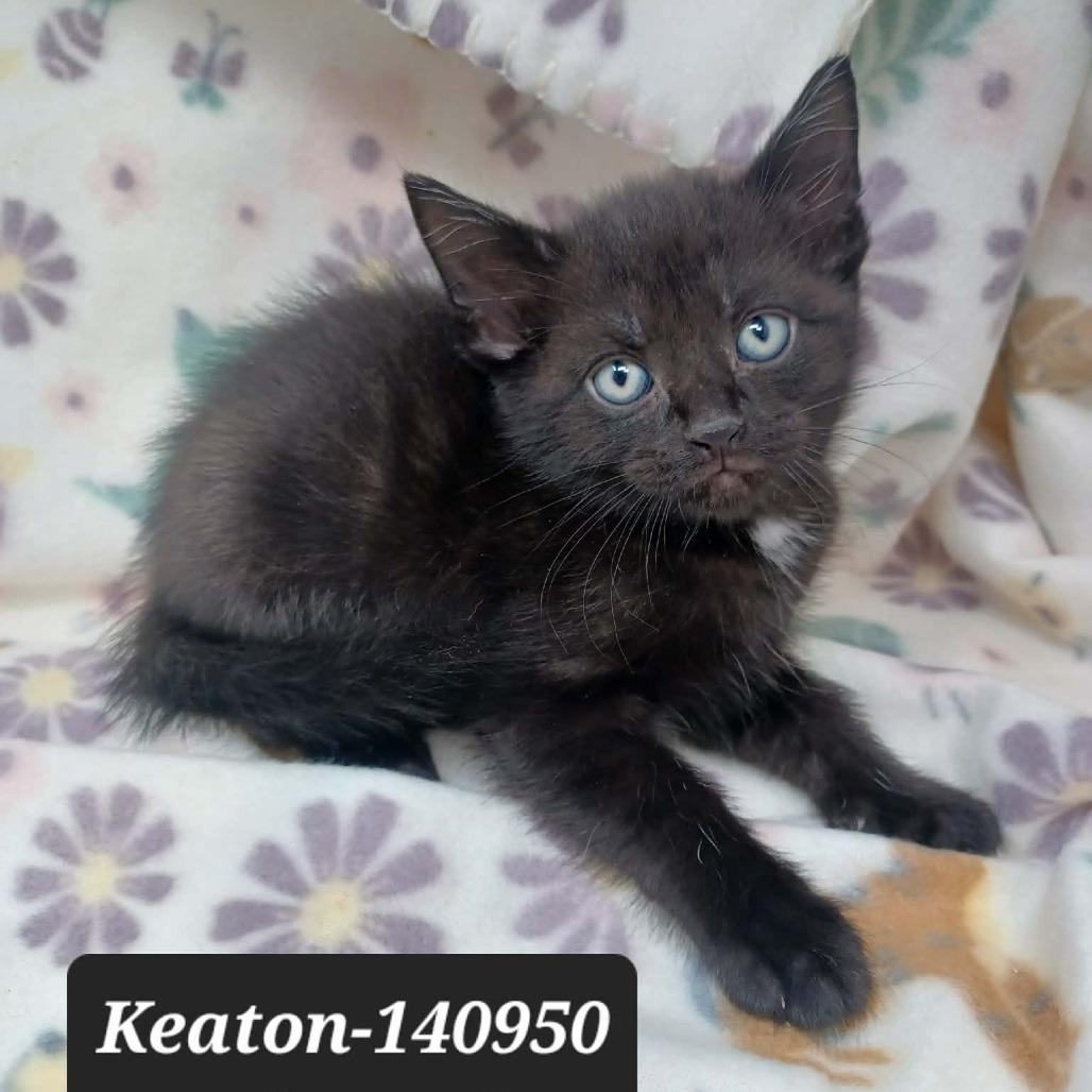 Keaton, Adoptable, Kitten Male Domestic Short Hair.