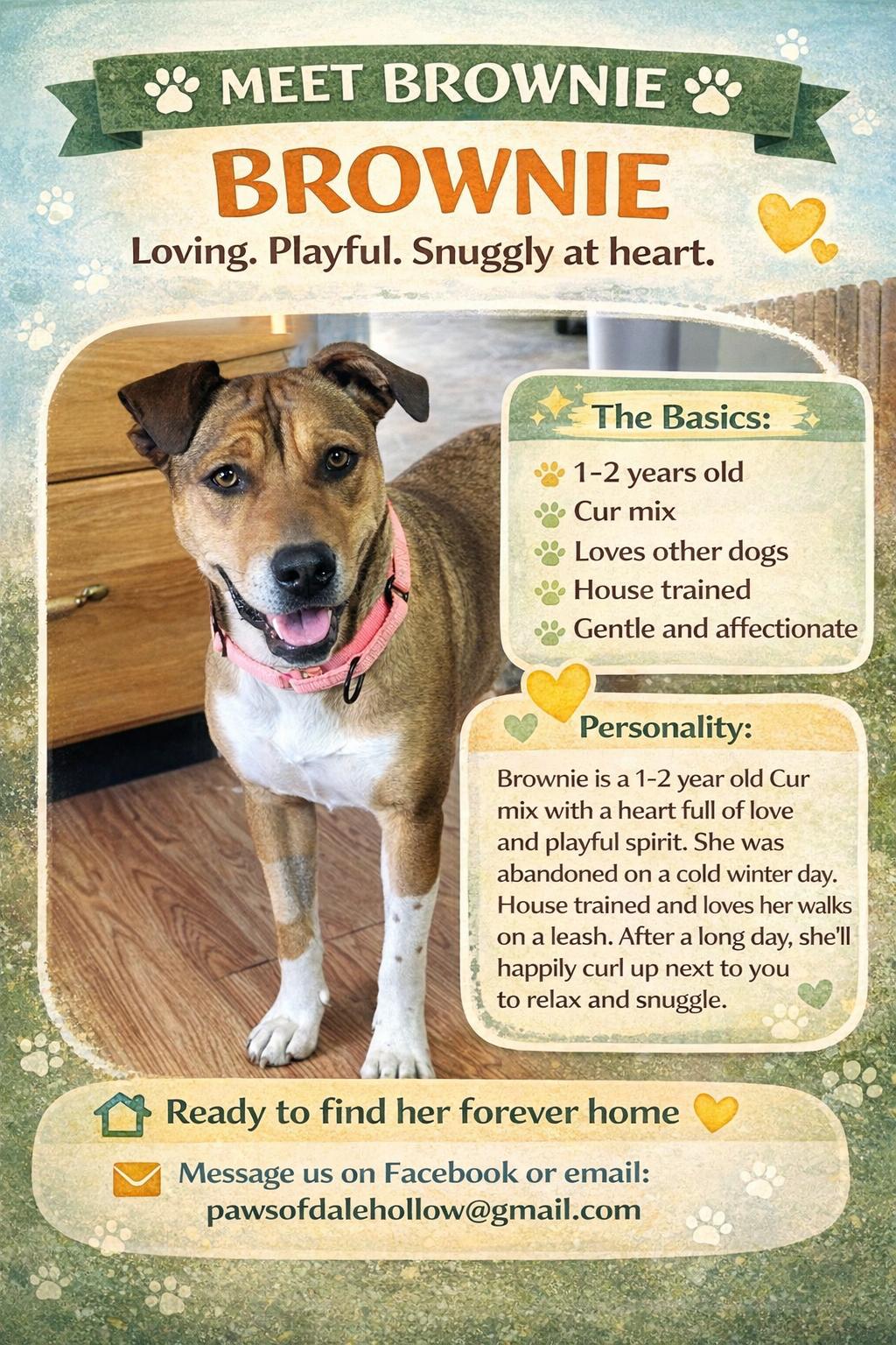Brownie, Adoptable, Young Female Black Mouth Cur.