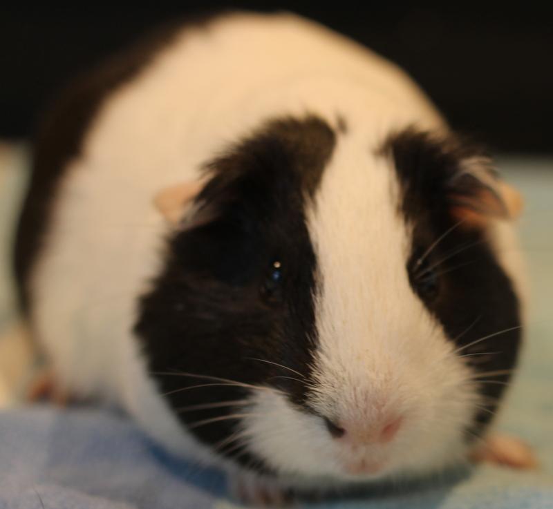 Enlarge Mumbo and Jumbo, a ADOPTABLE Guinea Pig in Budd Lake, NJ image 5/6