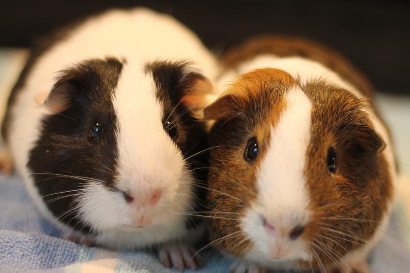 Mumbo and Jumbo, ADOPTABLE, Young Male Guinea Pig.