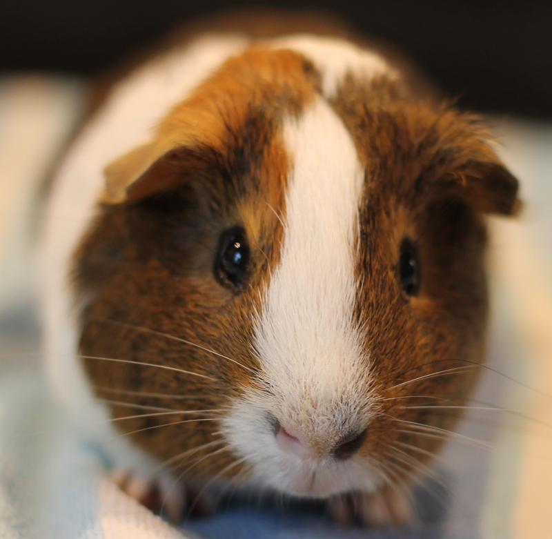 Enlarge Mumbo and Jumbo, a ADOPTABLE Guinea Pig in Budd Lake, NJ image 3/6