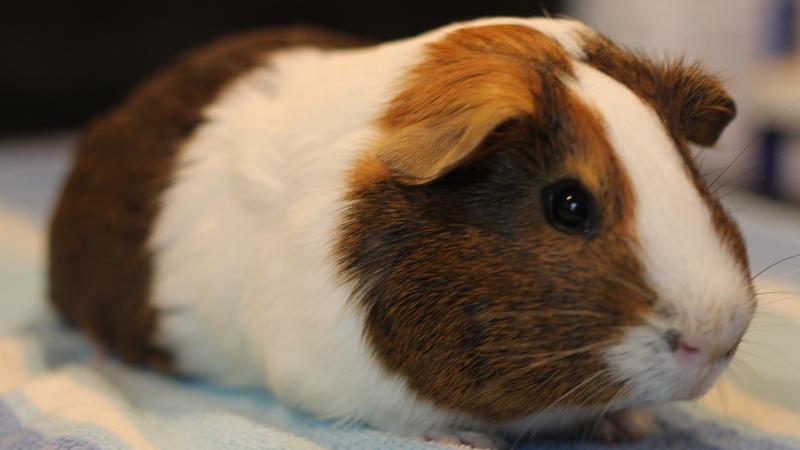 Enlarge Mumbo and Jumbo, a ADOPTABLE Guinea Pig in Budd Lake, NJ image 2/6