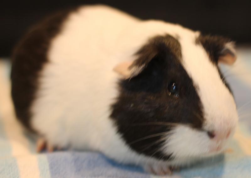Enlarge Mumbo and Jumbo, a ADOPTABLE Guinea Pig in Budd Lake, NJ image 6/6