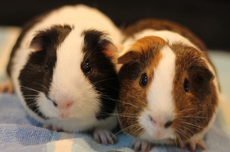 Enlarge Mumbo and Jumbo, a ADOPTABLE Guinea Pig in Budd Lake, NJ image 4/6