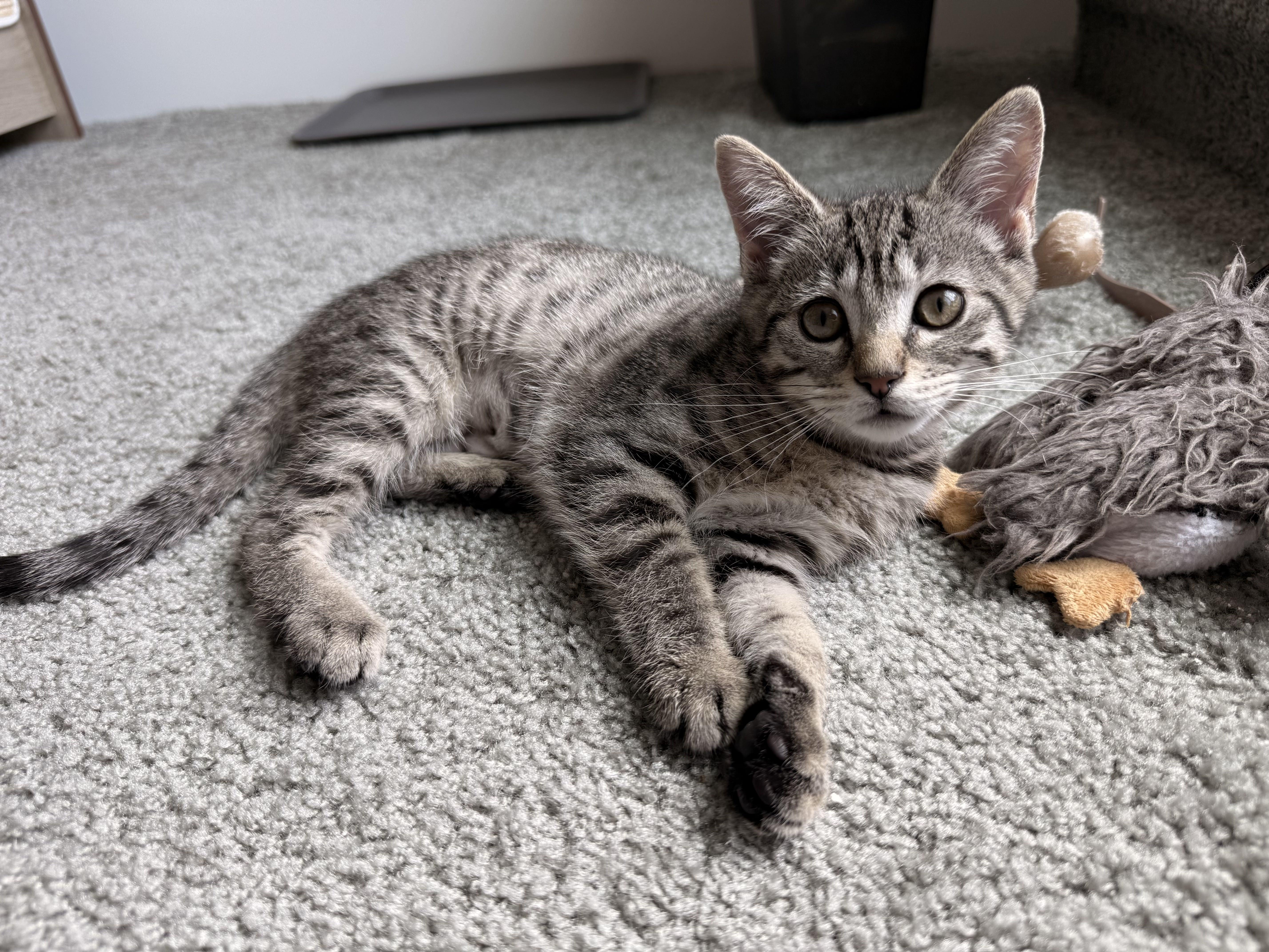Miss Jane Marple, Baby Female Domestic Short Hair