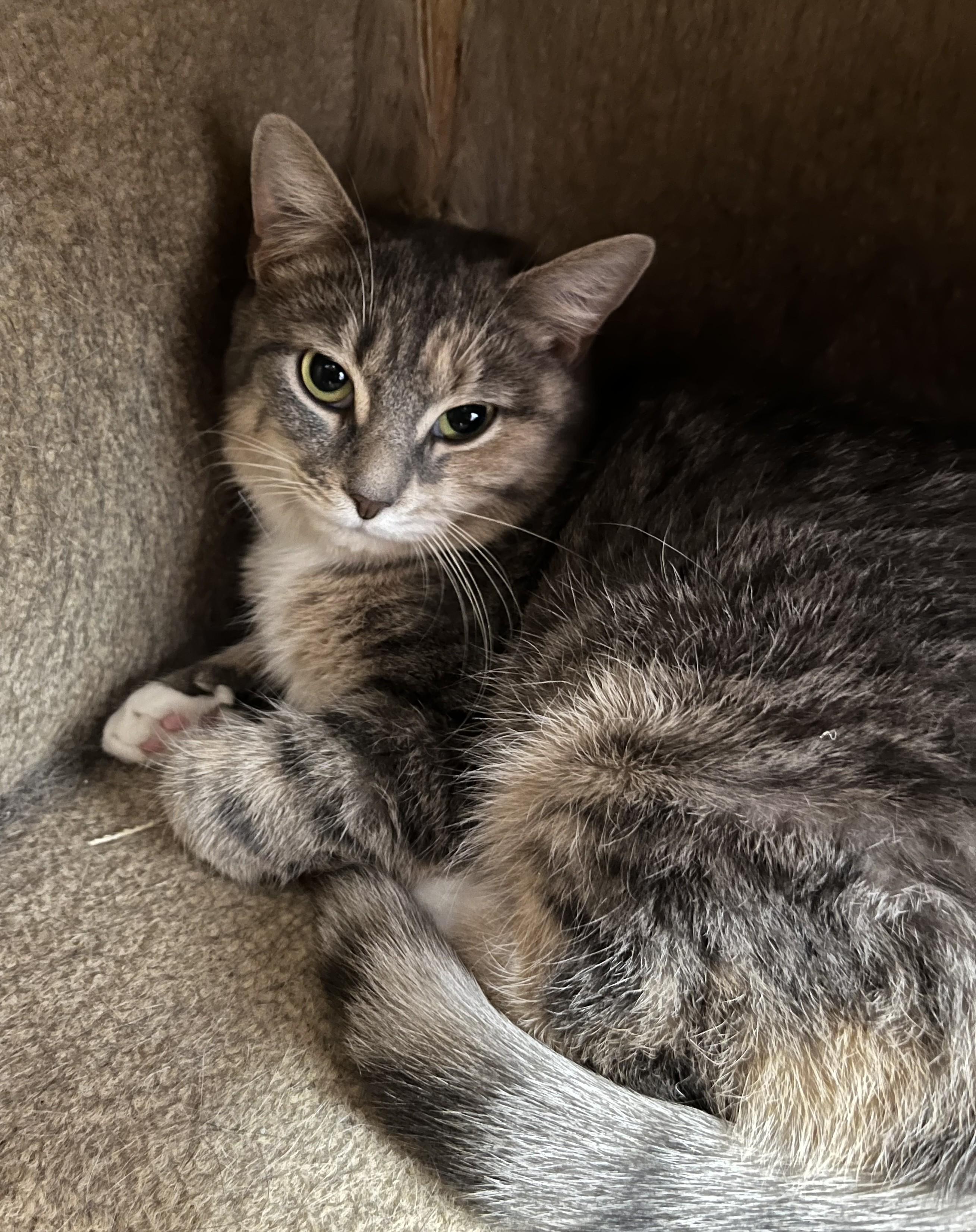 Saige Shewman (beautiful gentle girl!)