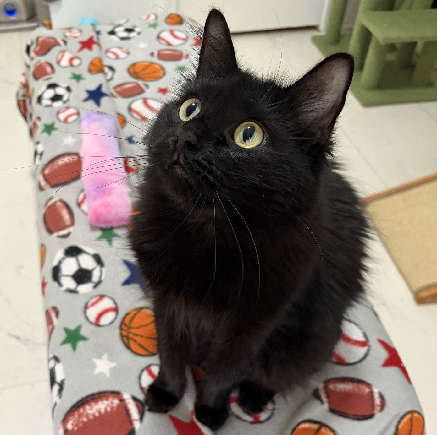 Fiona & Sasha, Adoptable, Adult Female Domestic Medium Hair.