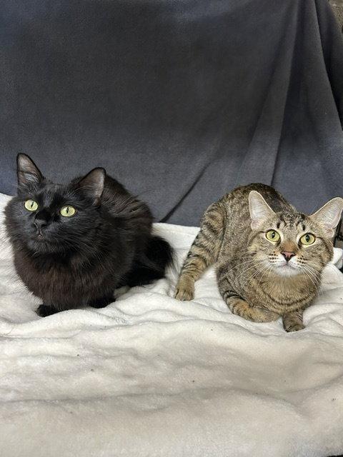Enlarge Fiona & Sasha, a Adoptable Domestic Medium Hair in Dripping Springs, TX image 2/3