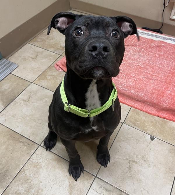 Enlarge Sebastian (finder), a Adoptable mixed breed in Troutdale, OR image 1/3