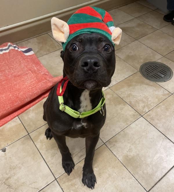 Enlarge Sebastian (finder), a Adoptable mixed breed in Troutdale, OR image 2/3