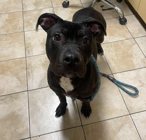 Enlarge Sebastian (finder), a Adoptable mixed breed in Troutdale, OR image 3/3