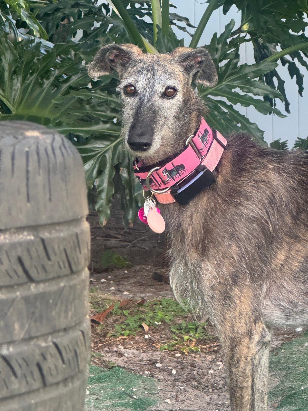 Enlarge Xia, a Adoptable Galgo Spanish Greyhound in Winter Park, FL image 1/1