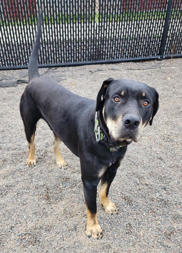 Boone, a Adoptable Rottweiler in Superior, WI image 1/2