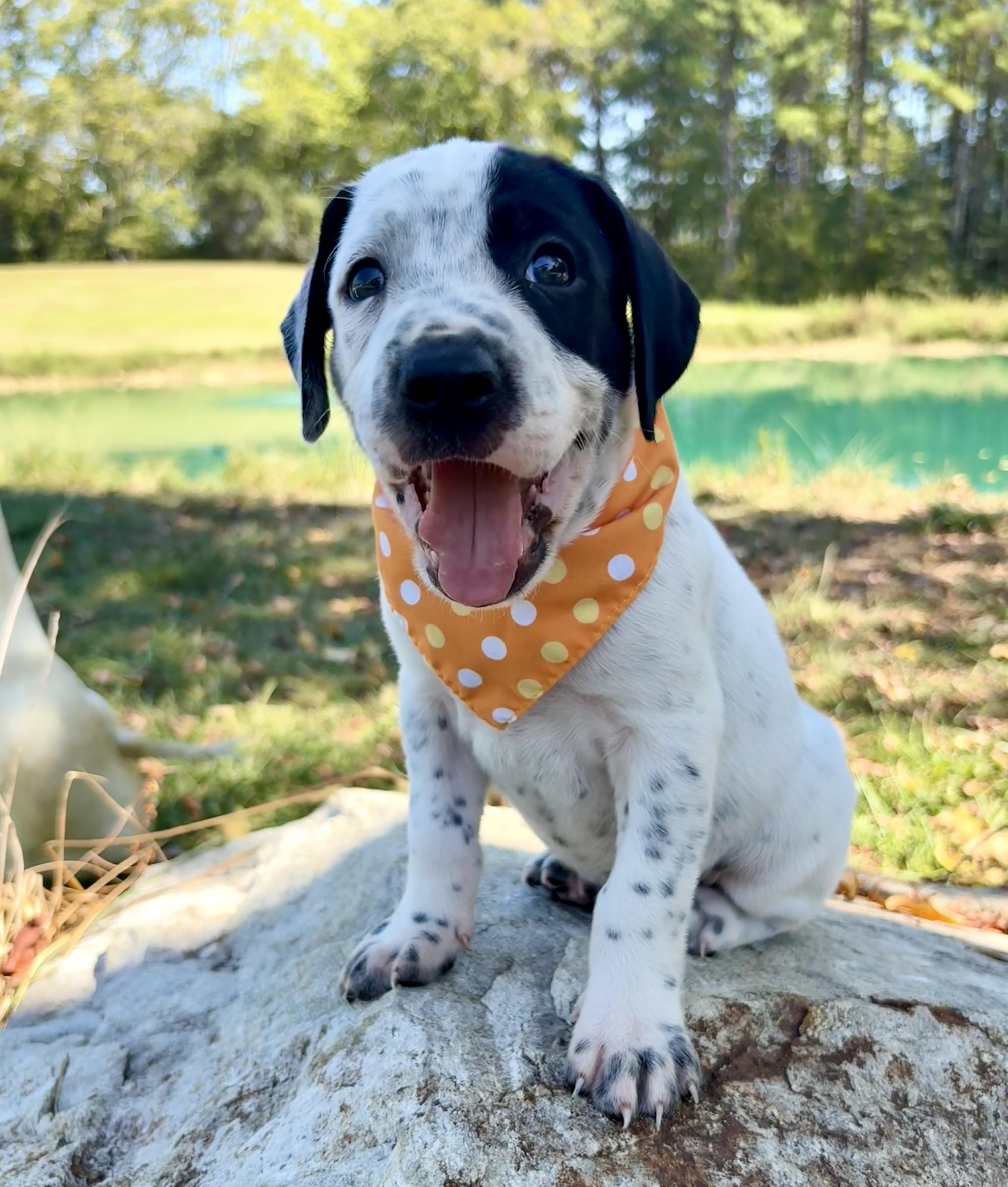 Enlarge Scrabble, a Adopted mixed breed in Pittsboro, NC image 2/5