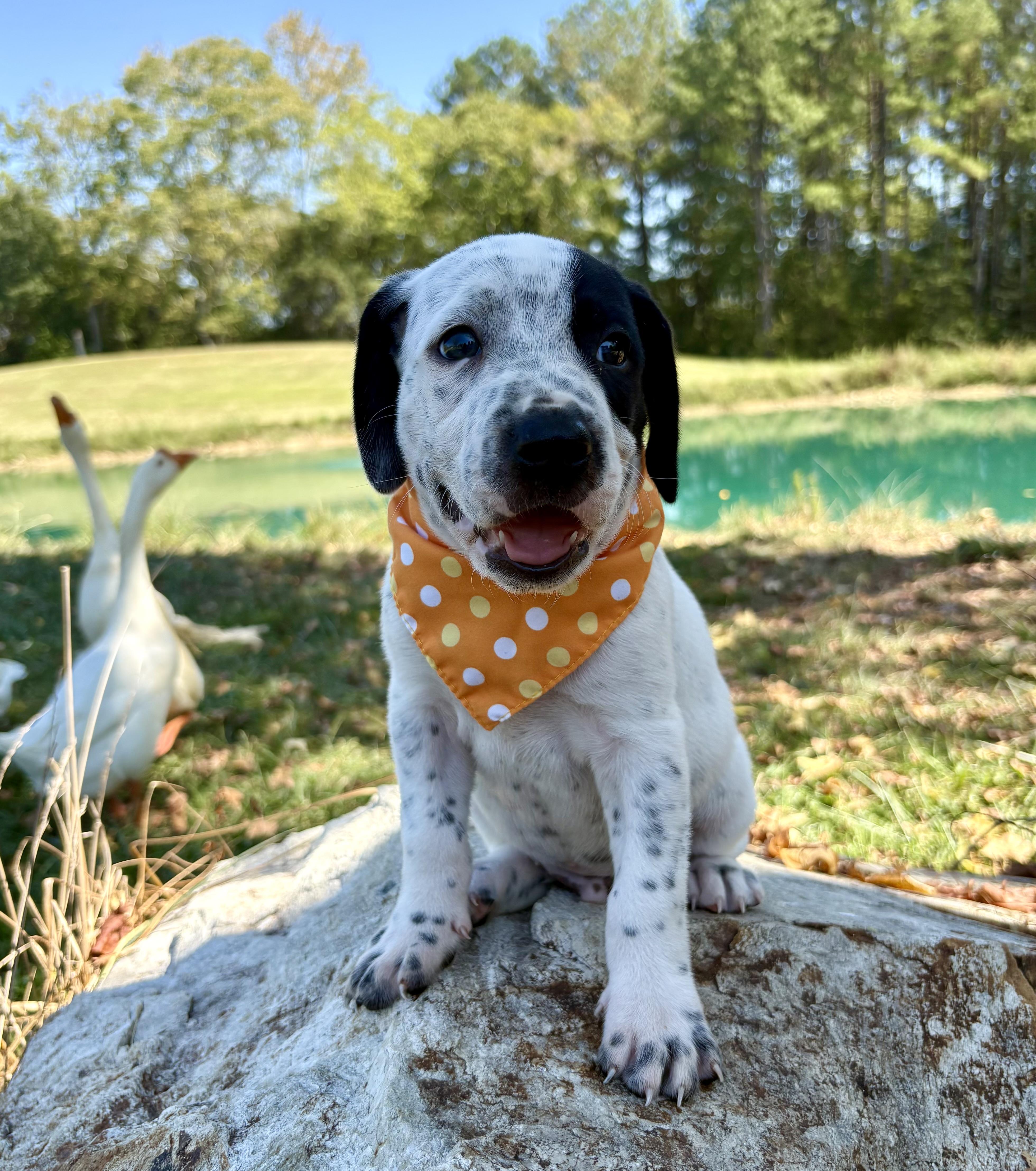 Enlarge Scrabble, a Adopted mixed breed in Pittsboro, NC image 3/5