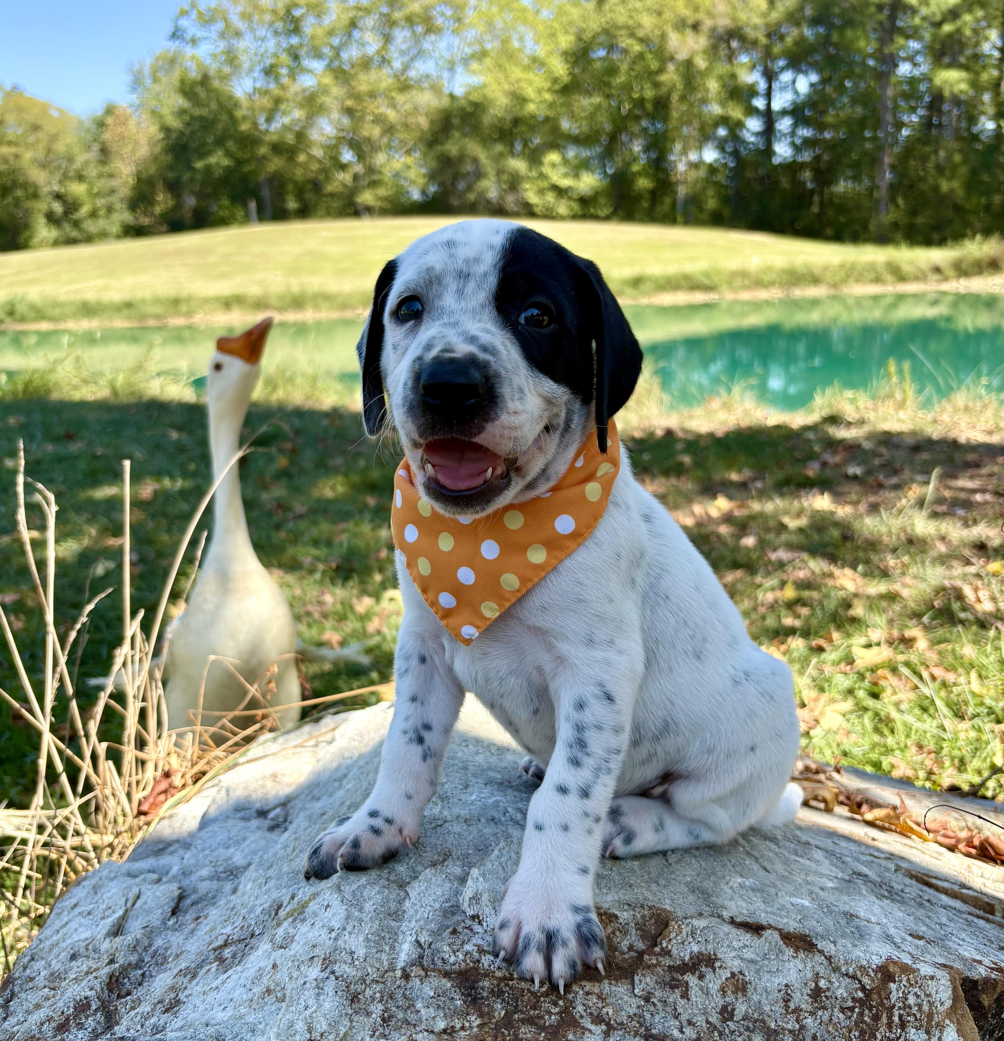 Scrabble, Adopted, Puppy Male Black Labrador Retriever & English Pointer.