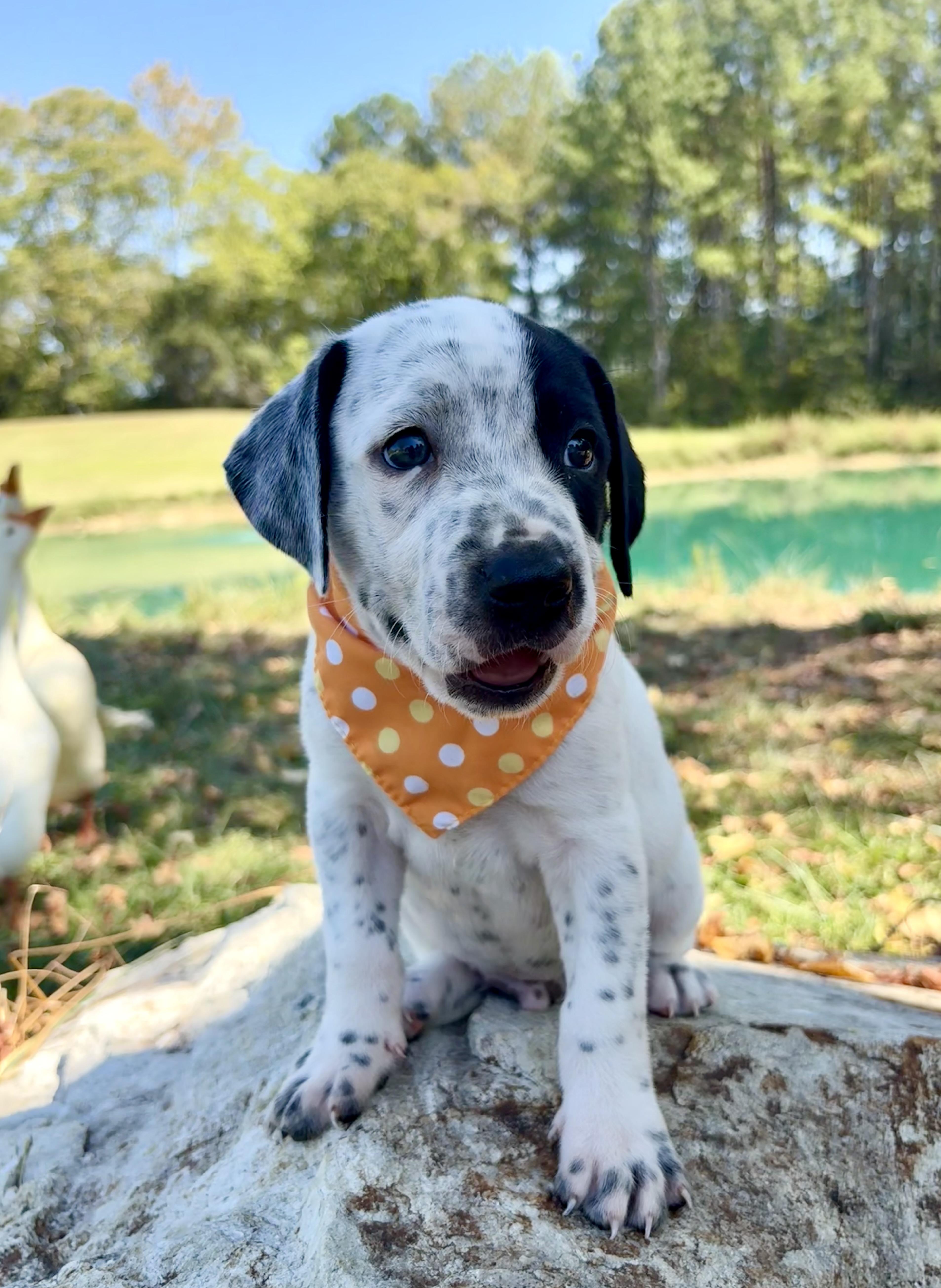 Enlarge Scrabble, a Adopted mixed breed in Pittsboro, NC image 4/5