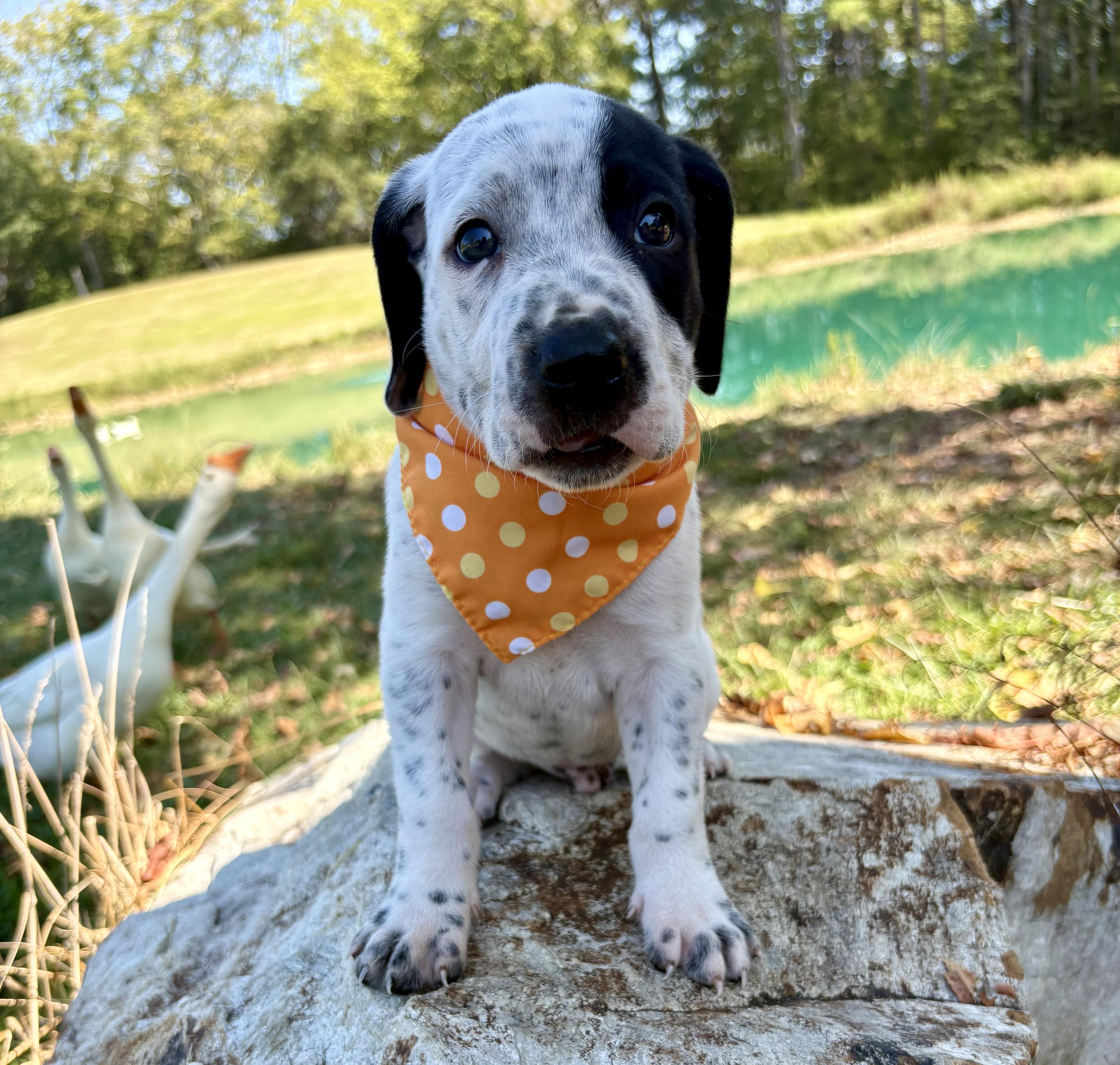 Enlarge Scrabble, a Adopted mixed breed in Pittsboro, NC image 5/5