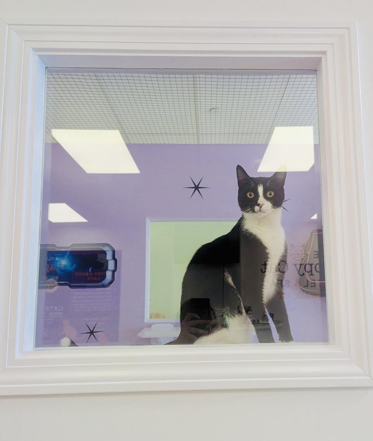 Enlarge Geoff, a ADOPTABLE Tuxedo in Norwalk , CT image 3/6