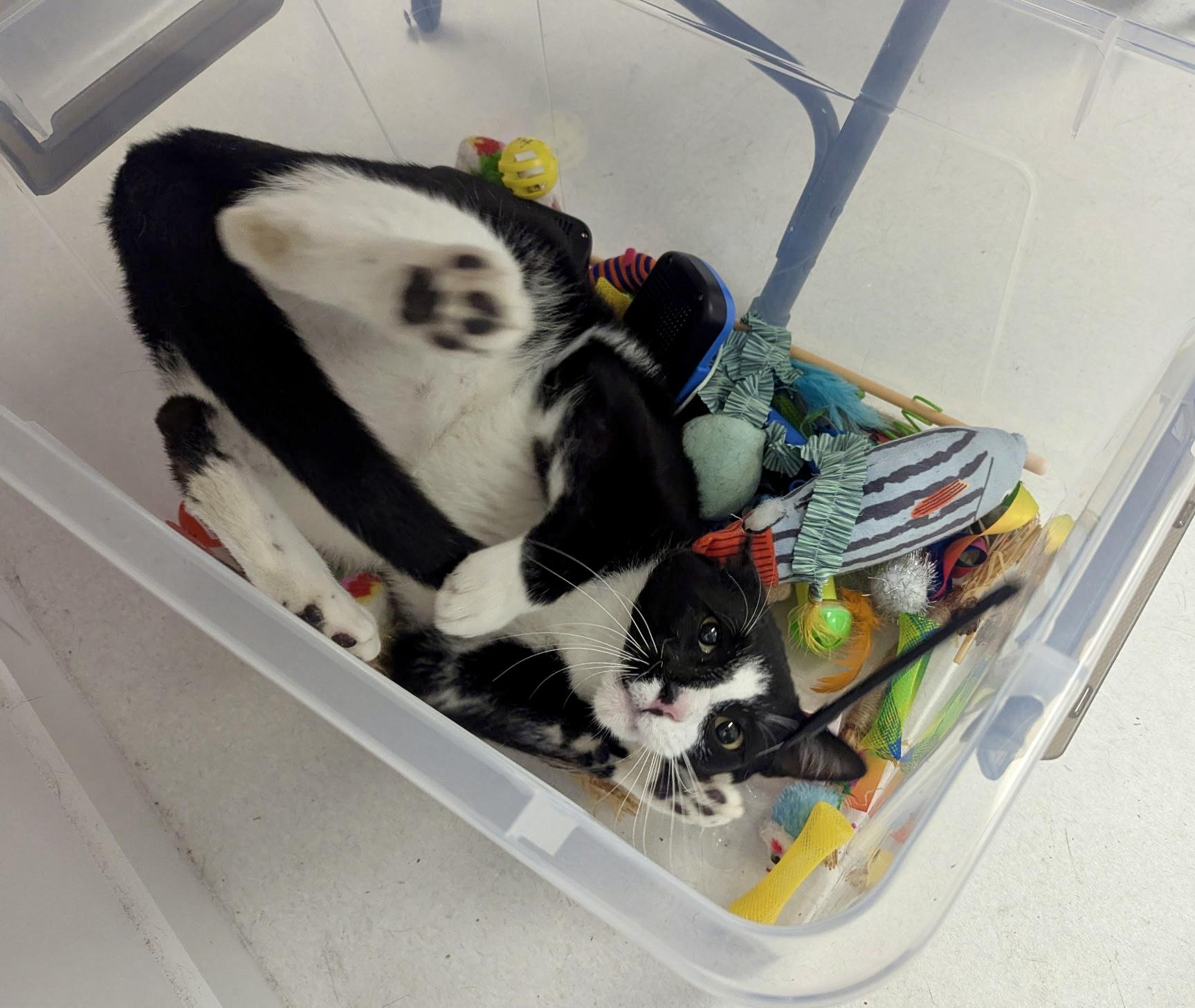 Enlarge Geoff, a ADOPTABLE Tuxedo in Norwalk , CT image 5/6