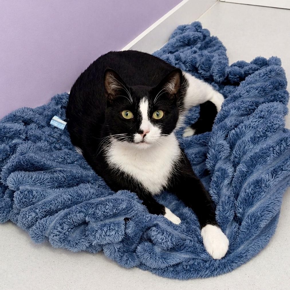 Geoff, ADOPTABLE, Young Male Tuxedo.